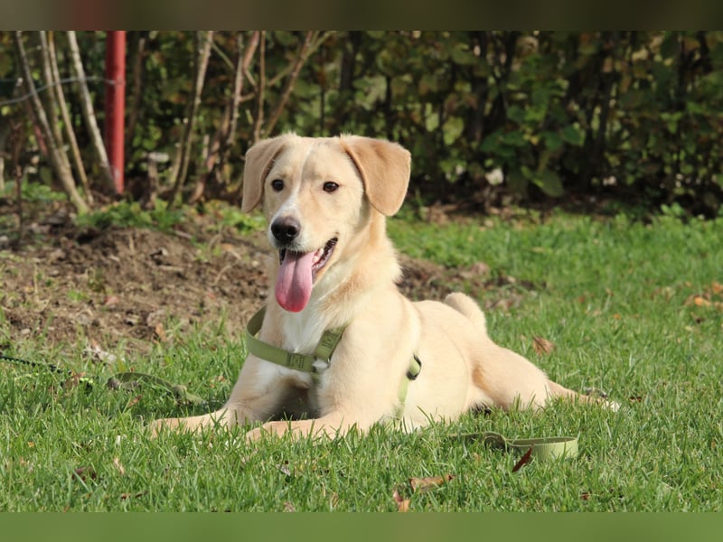 Jandro – ein junger, lieber Rüde Jandro – ein junger, lieber Rüde