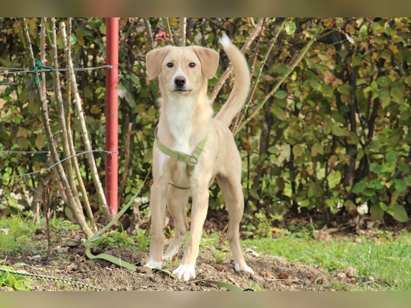 Jandro – ein junger, lieber Rüde Jandro – ein junger, lieber Rüde