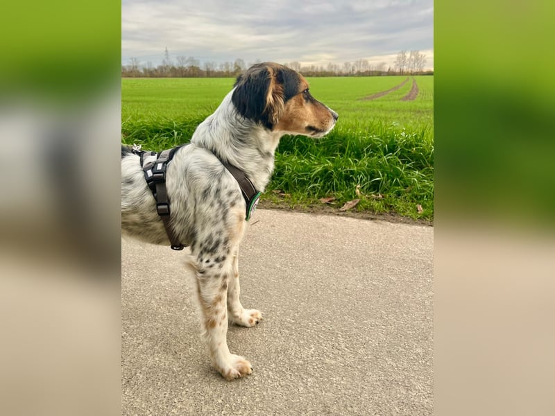 Rondy - Aktiver Rüde sucht abenteuerlustige Menschen