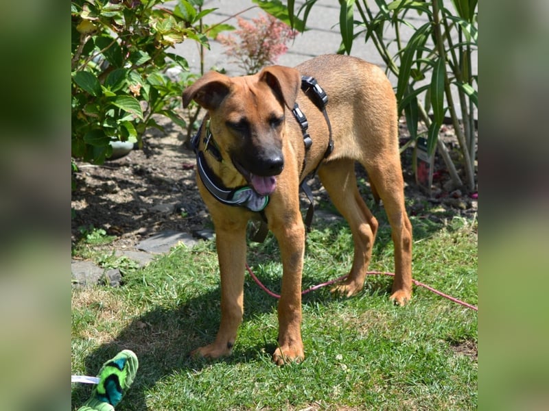 Meda möchte mit Dir die Welt entdecken. Meda möchte mit Dir die Welt entdecken.