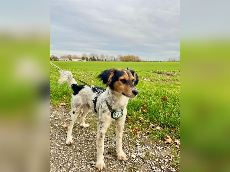 Rondy - Aktiver Rüde sucht abenteuerlustige Menschen