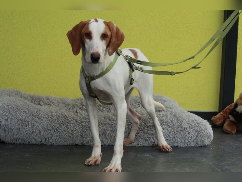 cooper sucht liebevolle Familie...
