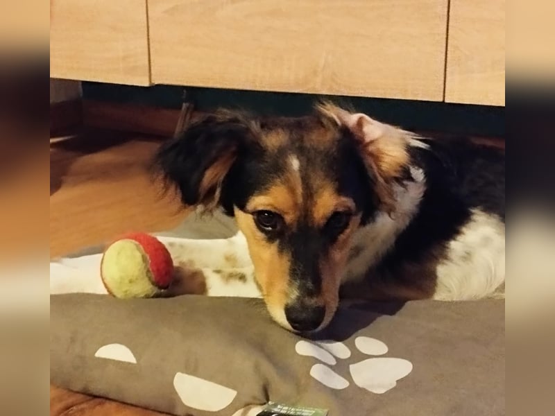 Rondy - Aktiver Rüde sucht abenteuerlustige Menschen