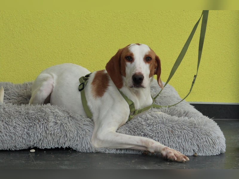 cooper sucht liebevolle Familie...