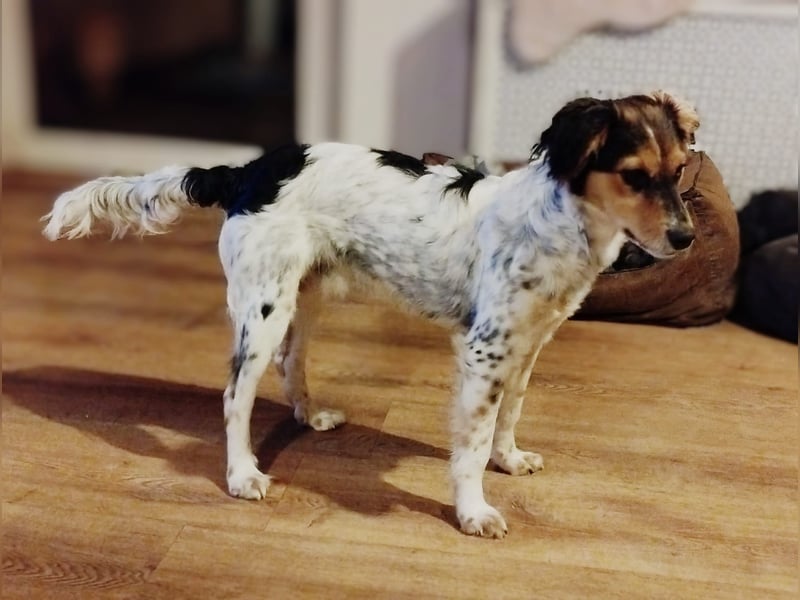 Rondy - Aktiver Rüde sucht abenteuerlustige Menschen