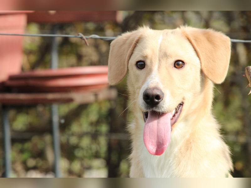 Jandro – ein junger, lieber Rüde Jandro – ein junger, lieber Rüde