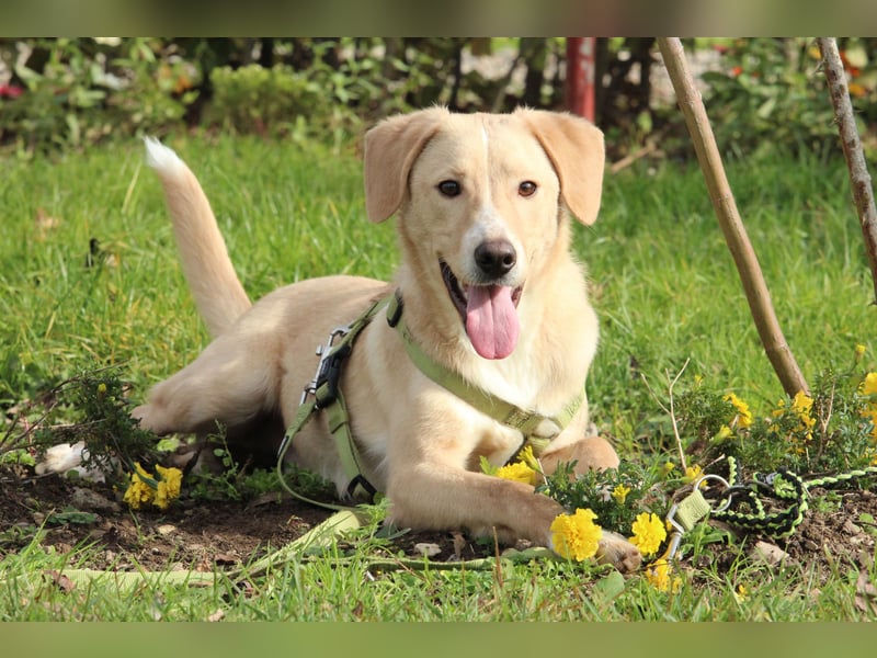 Jandro – ein junger, lieber Rüde Jandro – ein junger, lieber Rüde