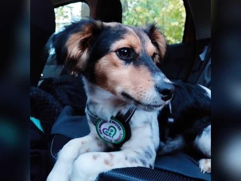 Rondy - Aktiver Rüde sucht abenteuerlustige Menschen