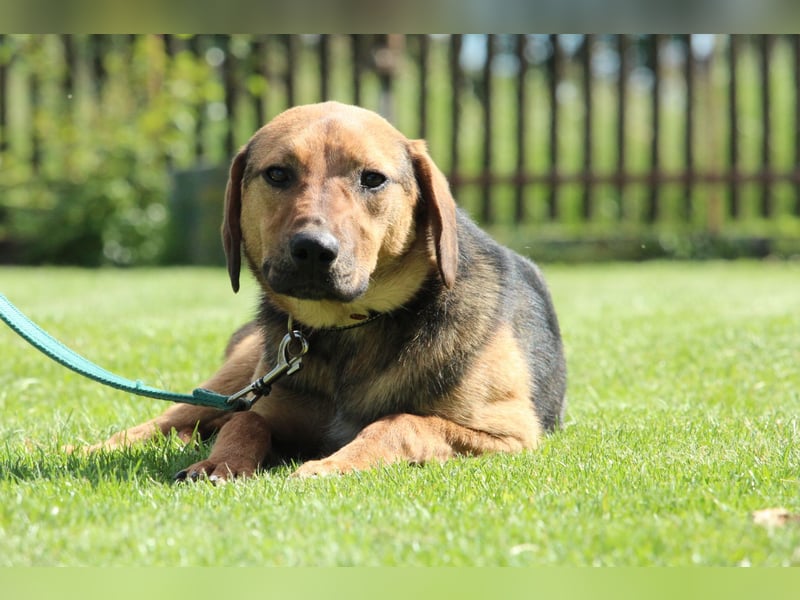 Kalino- ein Traum von Hund