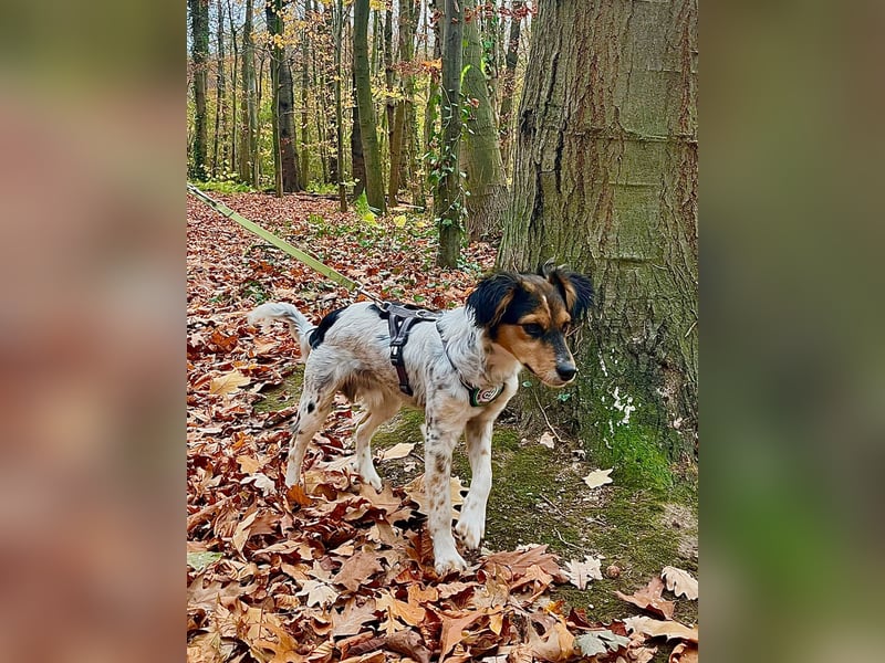 Rondy - Aktiver Rüde sucht abenteuerlustige Menschen