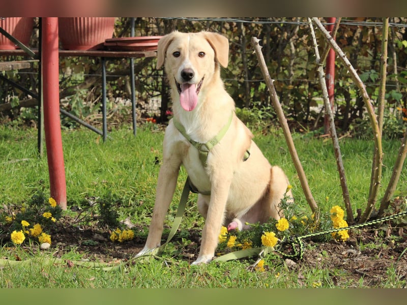 Jandro – ein junger, lieber Rüde Jandro – ein junger, lieber Rüde