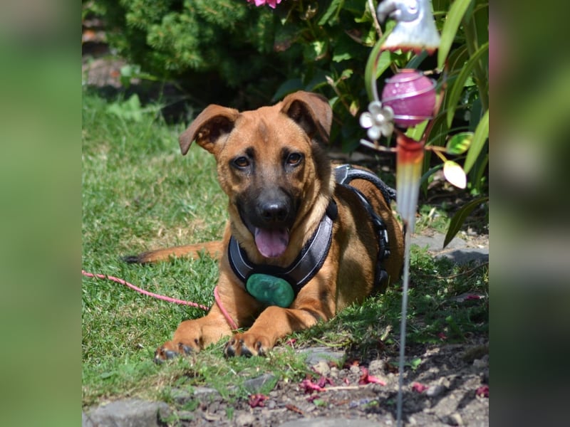 Meda möchte mit Dir die Welt entdecken. Meda möchte mit Dir die Welt entdecken.