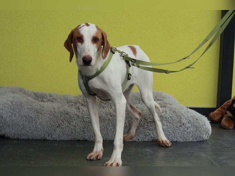 cooper sucht liebevolle Familie...