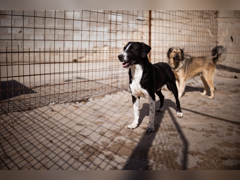 Rüdenbub ♥Vince♥ unser kleiner Prinz ♥