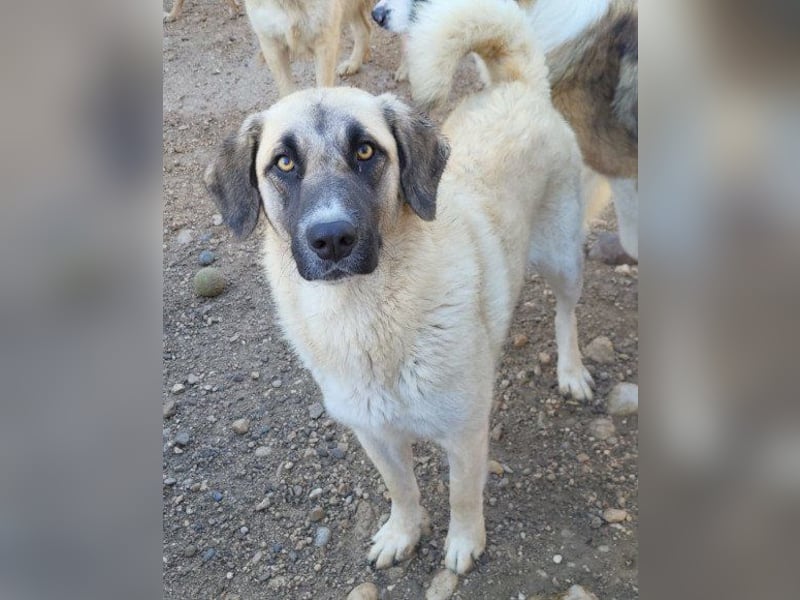 ♥Sofia♥ liebe und aktive HSH-Mix-Junghündin ♥Sofia♥ liebe und aktive HSH-Mix-Junghündin