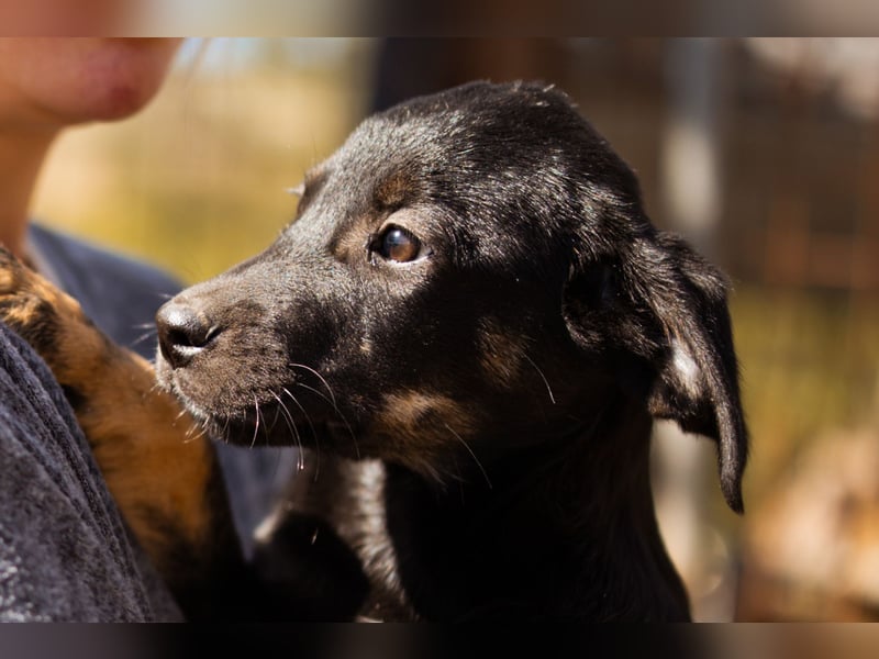 kleiner LUIS❤️süßer Racker und ein Strahlen auf vier Pfoten!