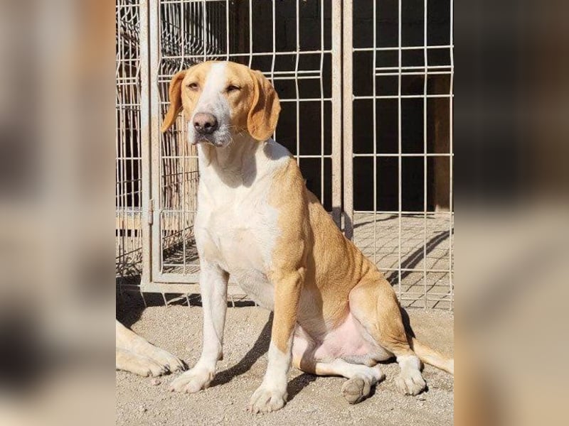 Toni - auf Pflegestelle in 47652 Weeze