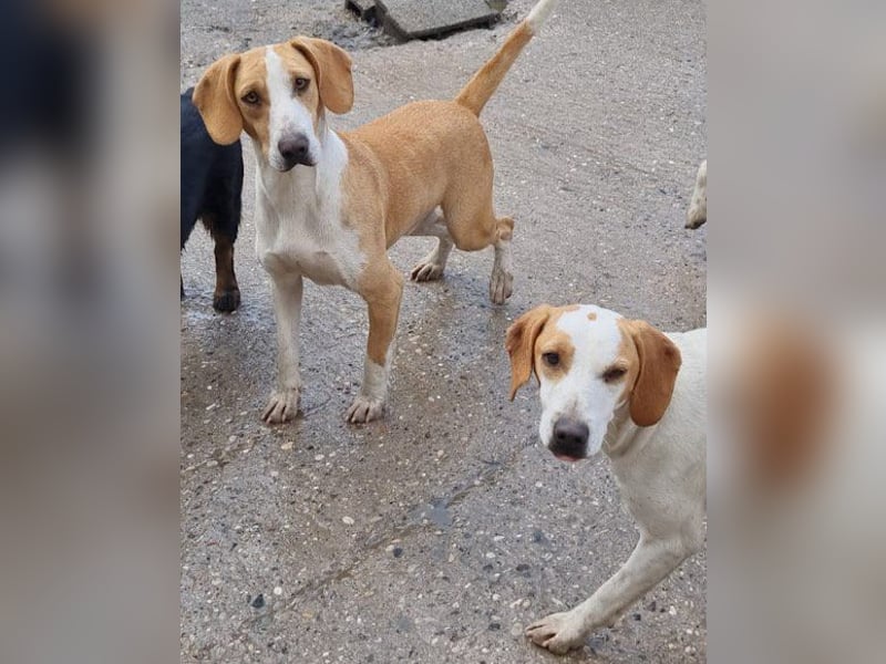 Toni - auf Pflegestelle in 47652 Weeze