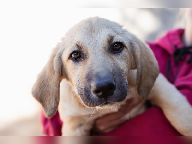 Sonnenschein ♥Lilly♥ zuckersüße Welpin