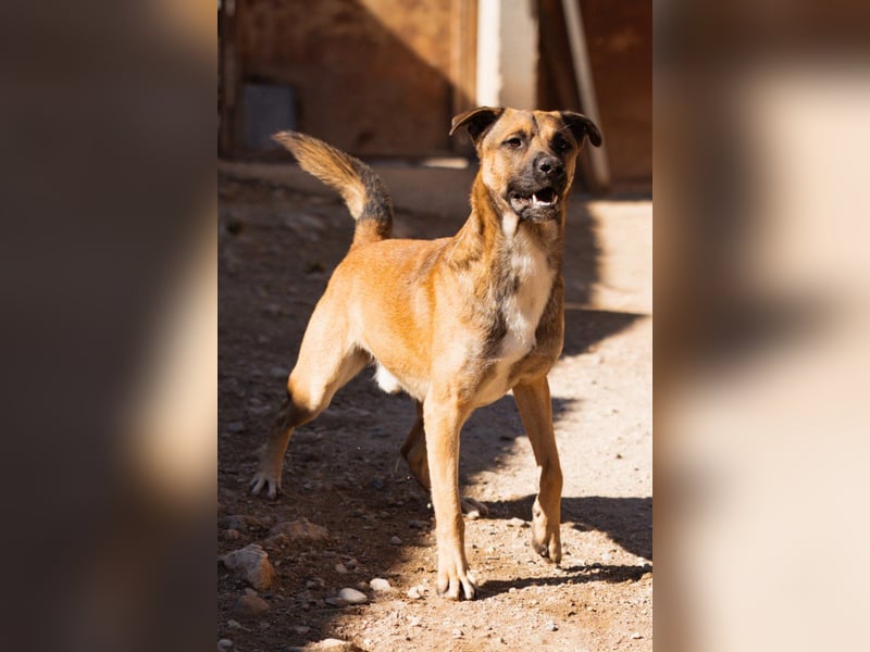 XAVER❤️entzückender, lustiger Jungrüde auf dringender Körbchensuche!