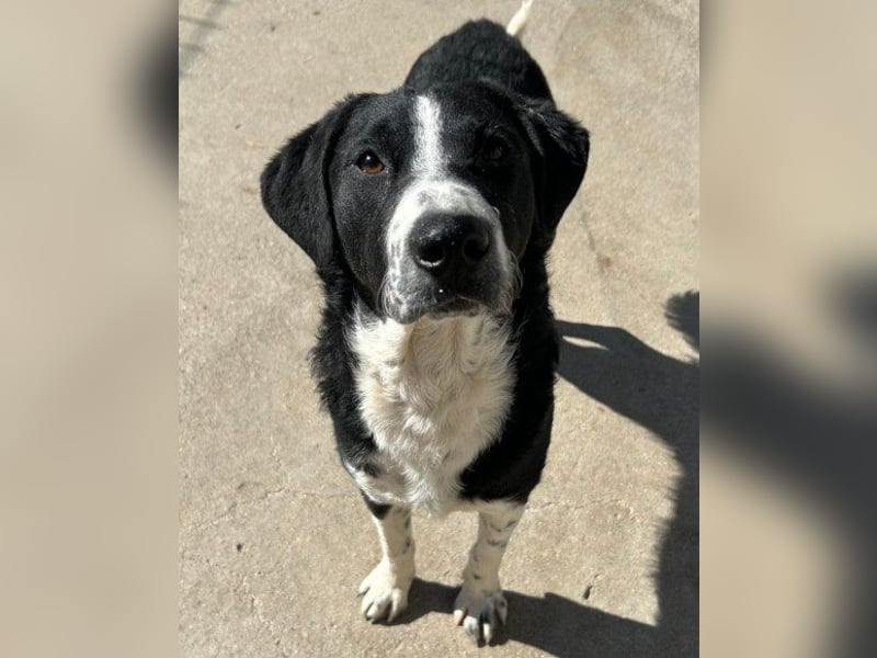 Rüdenbub ♥Vince♥ unser kleiner Prinz ♥