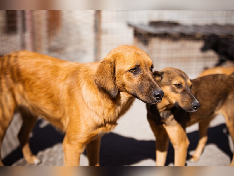 Schnuckel ♥Bettie♥ will spielen & kuscheln Schnuckel ♥Bettie♥ will spielen & kuscheln