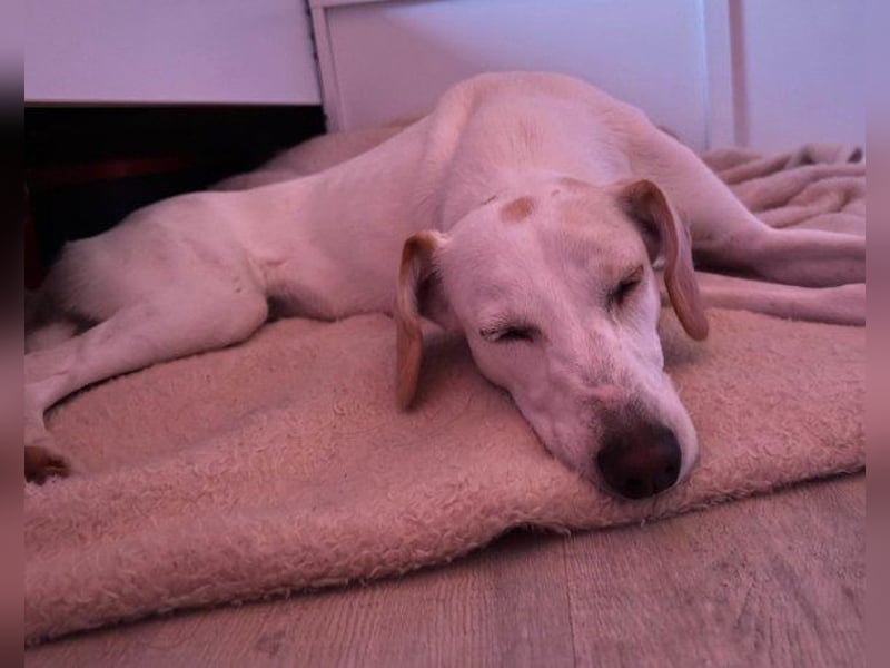 Zarte ♥ Bella ♥ wartet bereits in 64711 Erbach/Odenwald