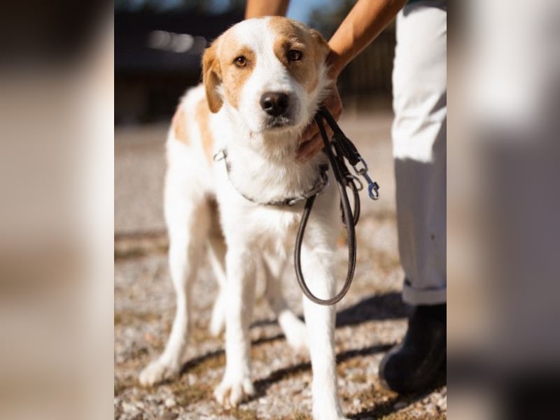 CHARLIE❤️Lieb. Aufgeschlossen. Einfach besonders: ein Herzbub voller Liebe sucht sein Zuhause!