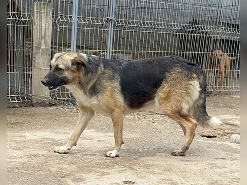 KORA❤️sanfte Seele sucht sehnsüchtig ein liebevolles Zuhause & Geborgenheit