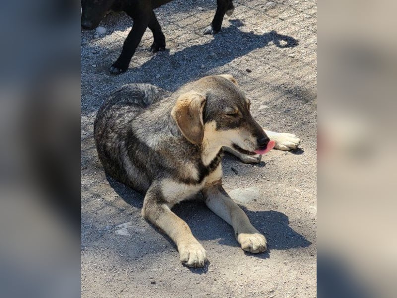 Lebensfrohe ♥ Pika ♥ sucht ihre treuen Menschen Lebensfrohe ♥ Pika ♥ sucht ihre treuen Menschen