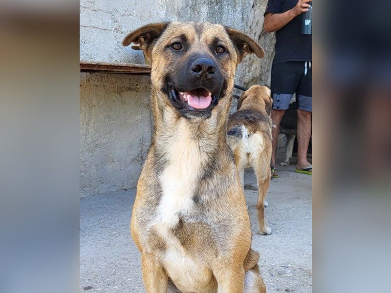 XAVER❤️entzückender, lustiger Jungrüde auf dringender Körbchensuche!