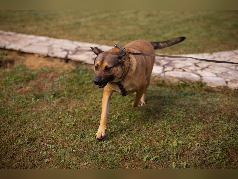Good-Boy LINO❤️zutraulich, sozial & aufgeschlossen Good-Boy LINO❤️zutraulich, sozial & aufgeschlossen