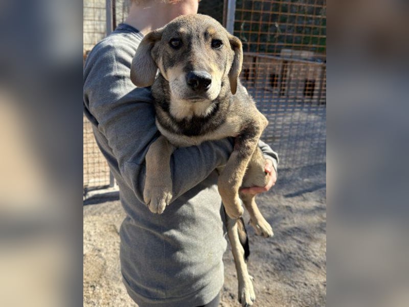 Lebensfrohe ♥ Pika ♥ sucht ihre treuen Menschen Lebensfrohe ♥ Pika ♥ sucht ihre treuen Menschen