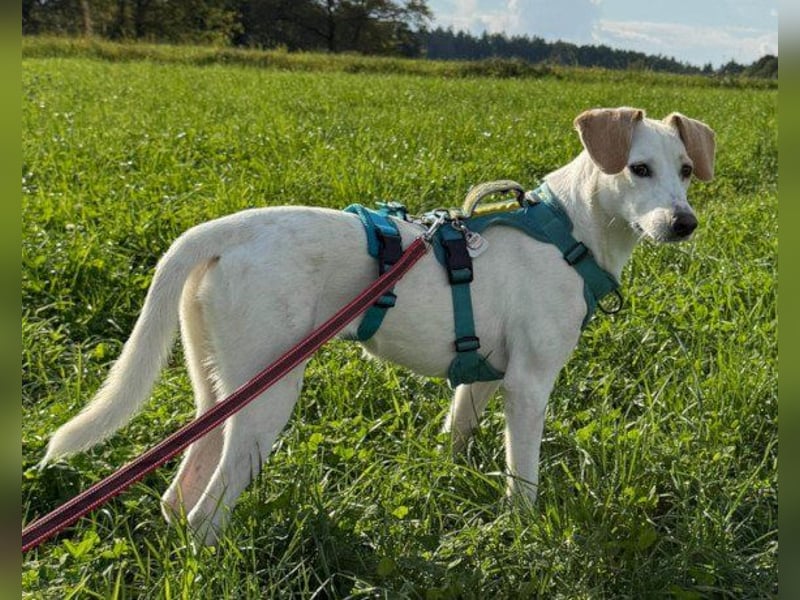 Zarte ♥ Bella ♥ wartet bereits in 64711 Erbach/Odenwald