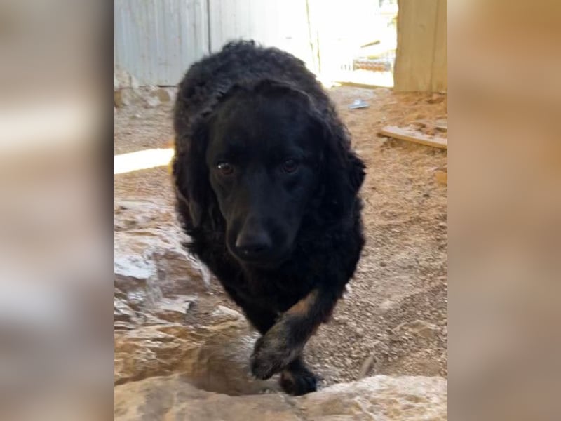 MILANA❤️liebe Kuschelmaus sucht dringend ihr Für-Immer-Körbchen