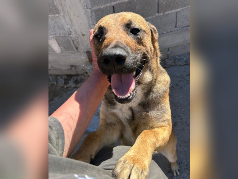 XAVER❤️entzückender, lustiger Jungrüde auf dringender Körbchensuche!