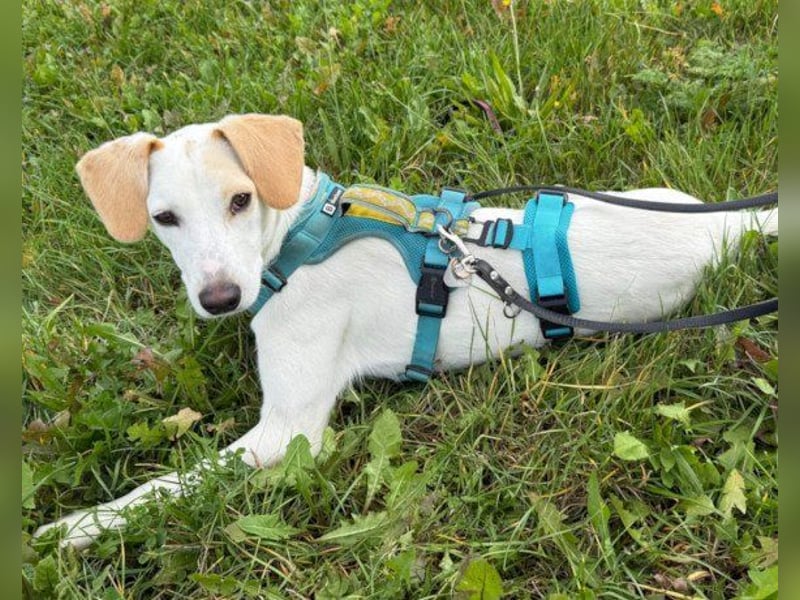 Zarte ♥ Bella ♥ wartet bereits in 64711 Erbach/Odenwald