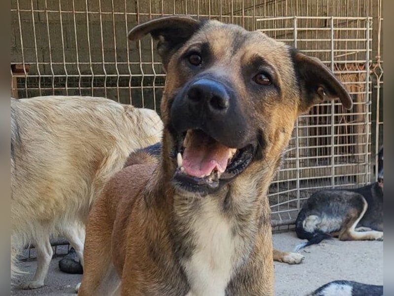 XAVER❤️entzückender, lustiger Jungrüde auf dringender Körbchensuche!