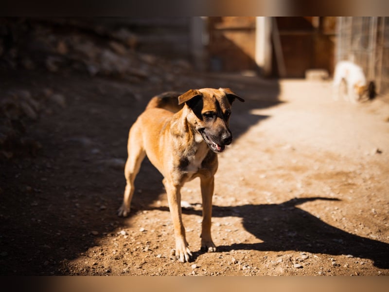 XAVER❤️entzückender, lustiger Jungrüde auf dringender Körbchensuche!