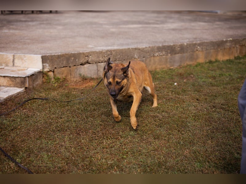 Good-Boy LINO❤️zutraulich, sozial & aufgeschlossen Good-Boy LINO❤️zutraulich, sozial & aufgeschlossen