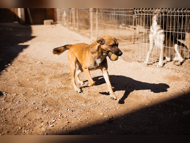 XAVER❤️entzückender, lustiger Jungrüde auf dringender Körbchensuche!