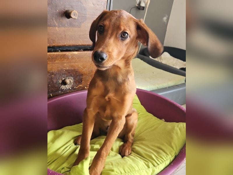 Kleiner besonderer ♥ Kiki ♥ liebt auch die Samtpfoten