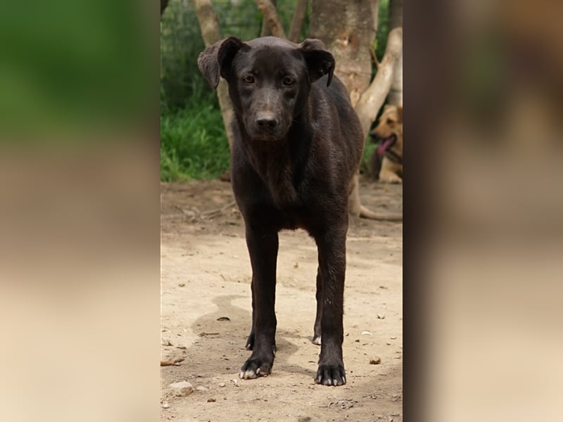 Romira, geb. ca. 06/2022, lebt in GRIECHENLAND, auf einer privaten Pflegestelle
