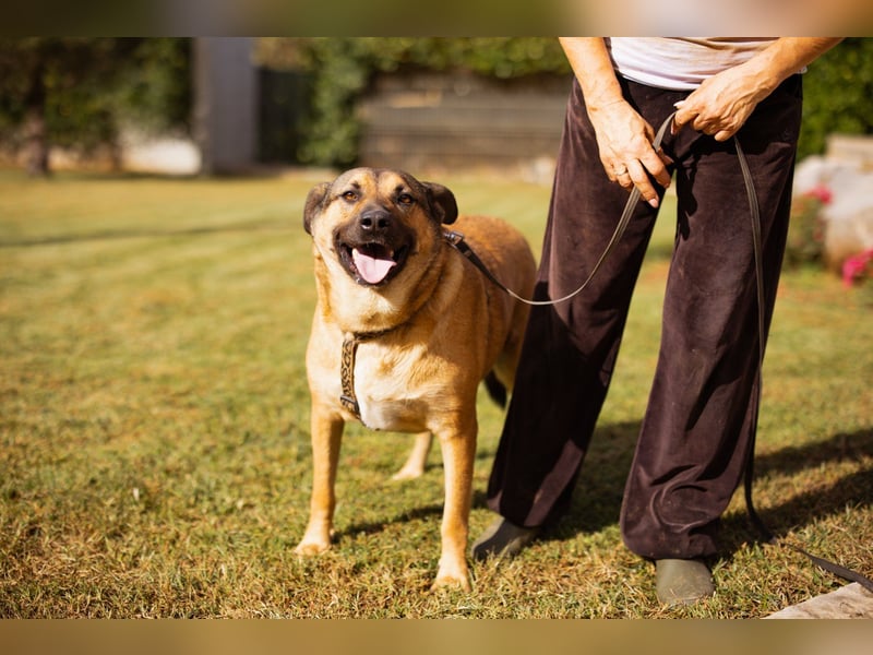Good-Boy LINO❤️zutraulich, sozial & aufgeschlossen Good-Boy LINO❤️zutraulich, sozial & aufgeschlossen