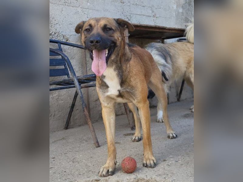 XAVER❤️entzückender, lustiger Jungrüde auf dringender Körbchensuche!