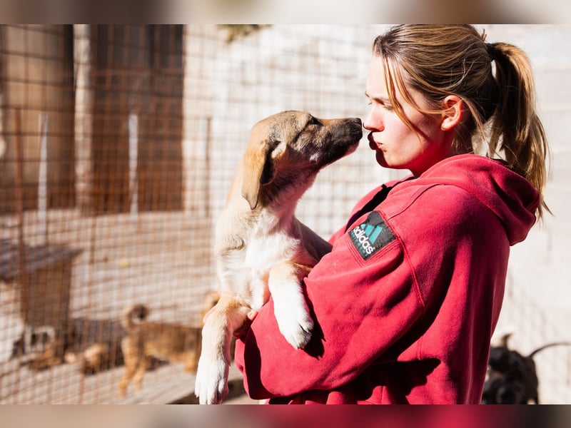 Sonnenschein ♥Lilly♥ zuckersüße Welpin