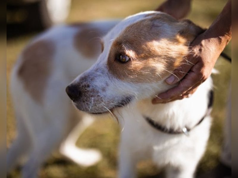 CHARLIE❤️Lieb. Aufgeschlossen. Einfach besonders: ein Herzbub voller Liebe sucht sein Zuhause!