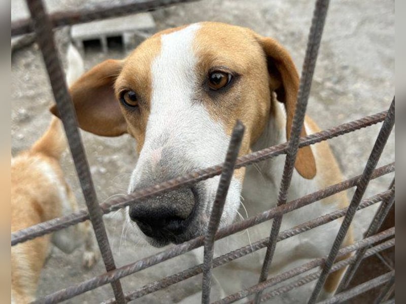 Toni - auf Pflegestelle in 47652 Weeze