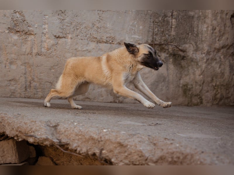 ♥Sofia♥ liebe und aktive HSH-Mix-Junghündin ♥Sofia♥ liebe und aktive HSH-Mix-Junghündin