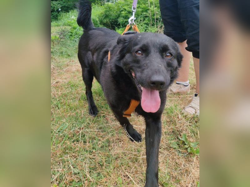 Lady ♥ Gara ♥  freundlich, offen, verschmust Lady ♥ Gara ♥  freundlich, offen, verschmust